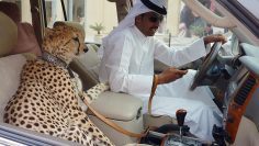 Review thú vui quý tộc Dubai